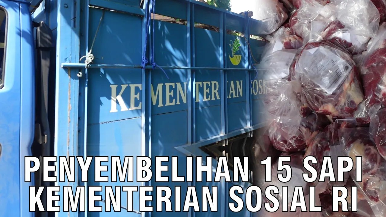 
                                 Sapi-Qurban-Kementerian-Sosial-Republik-Indonesia-2023-Di-Sembelih